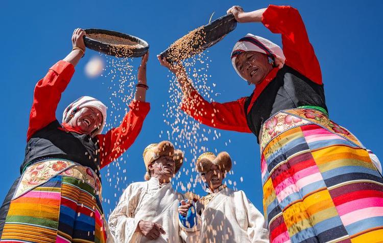 Farmers thresh the highland barley in their traditional way in Lhunzhub County, southwest China's Xizang Autonomous Region, Sept. 23, 2025. (Xinhua/Tenzin Nyida)